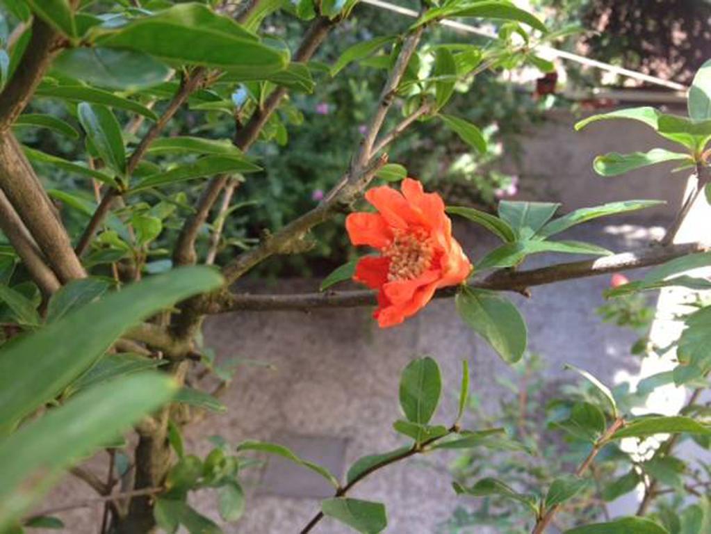 Fiori Al Vaticano68 罗马 外观 照片